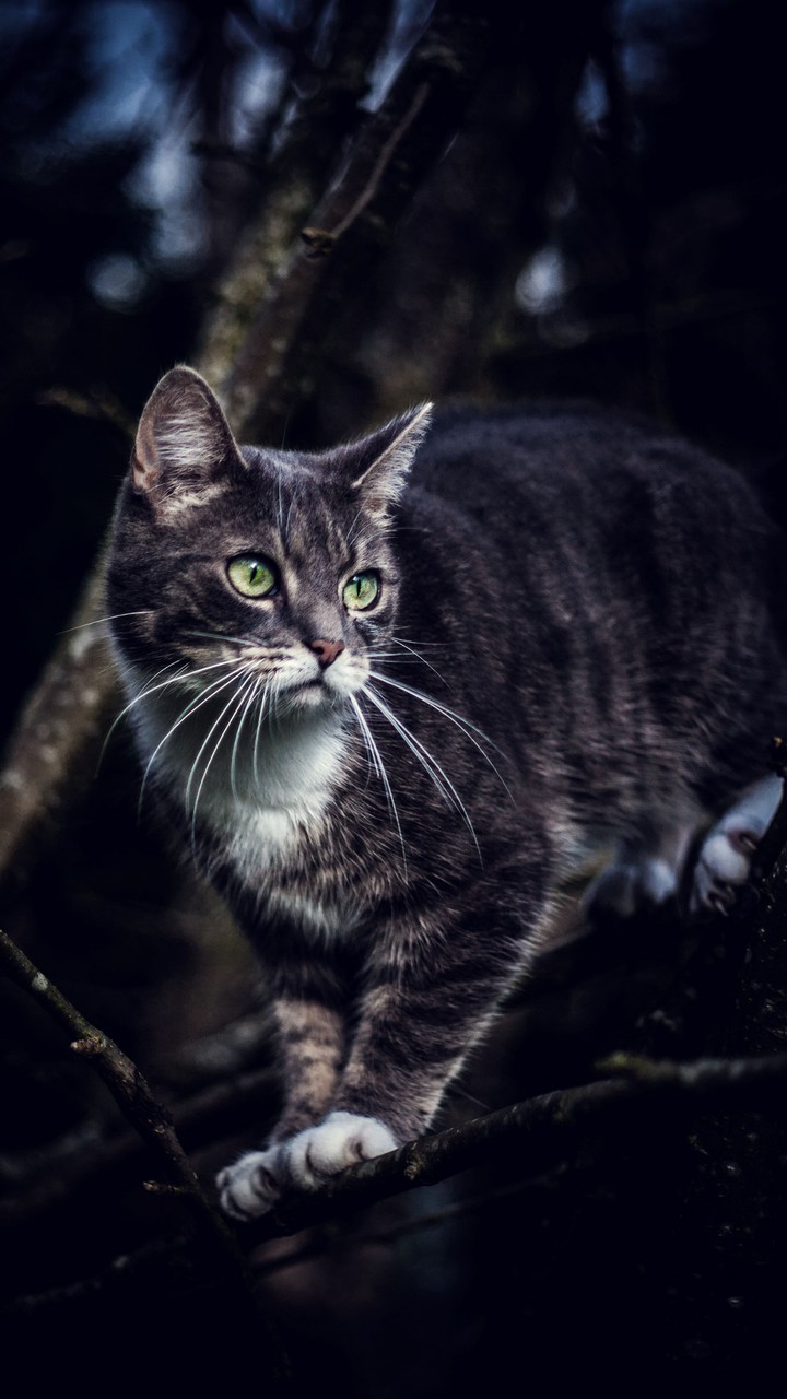 sweet Kitty