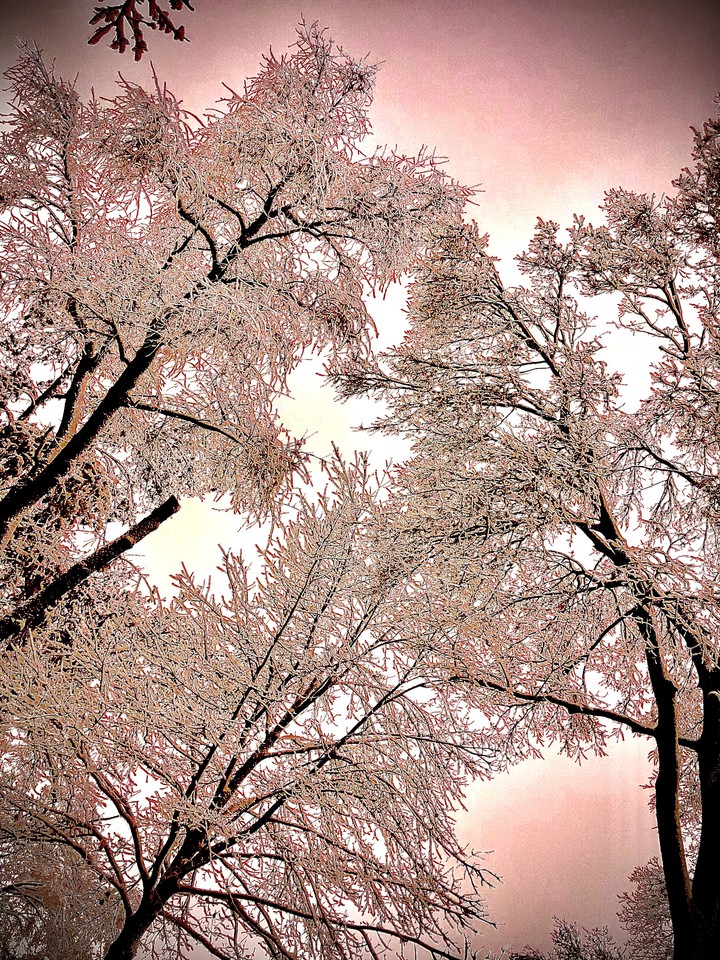 Cotton Candy Trees