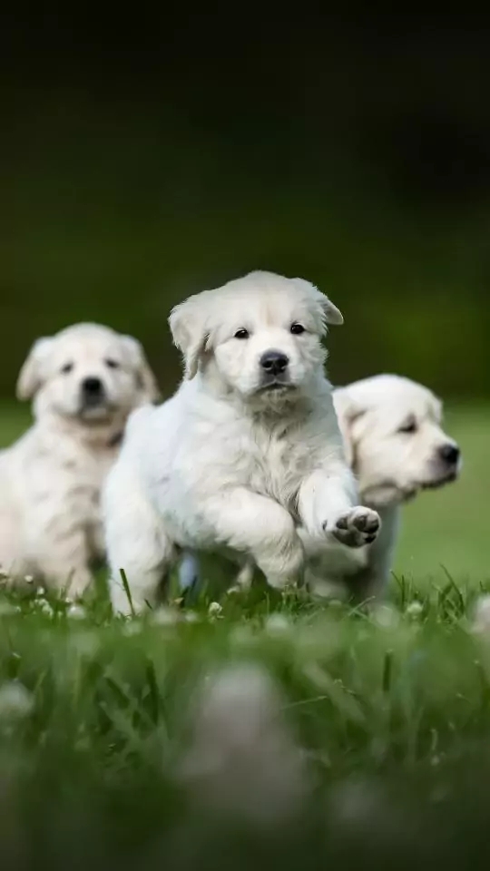 dogs