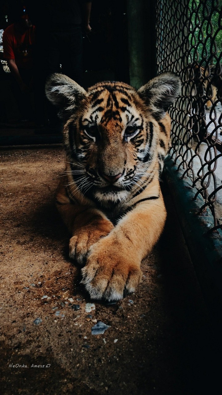 tigr