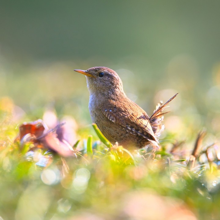 Bird