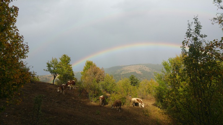 Cows on the art