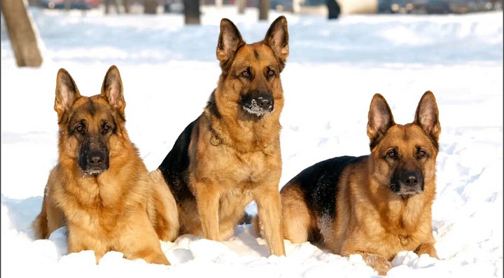 3 German Shepherd's