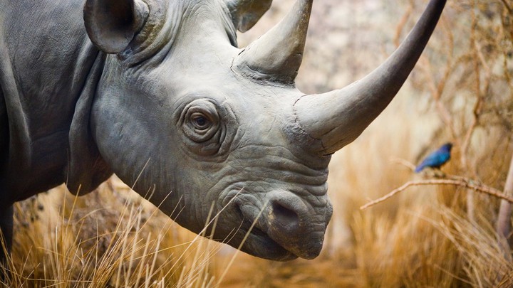 Rhino..