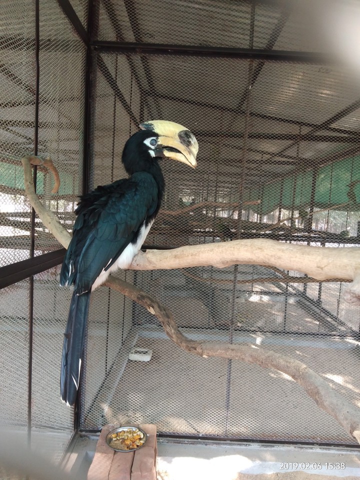 bird