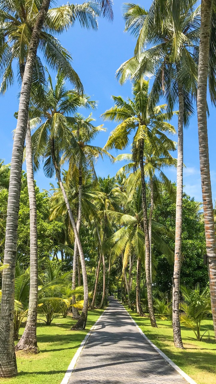 Palmway