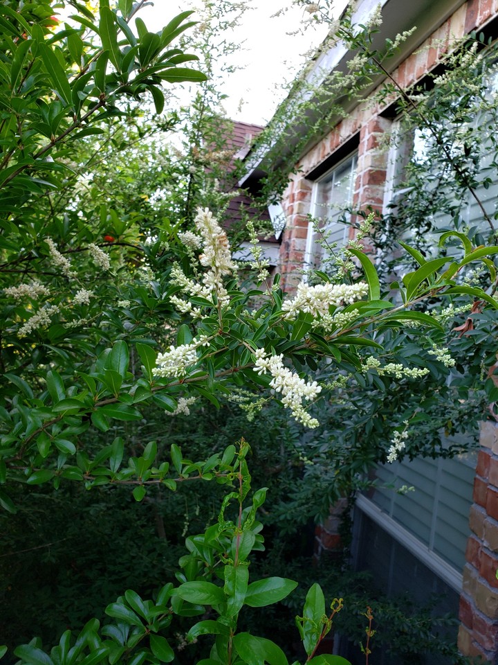 white flower