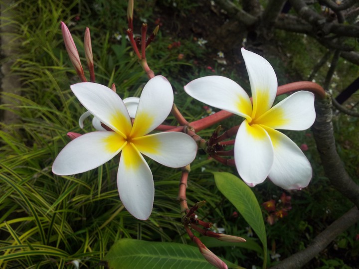 flower