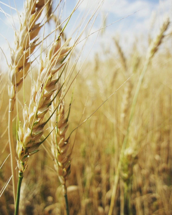 Wheat