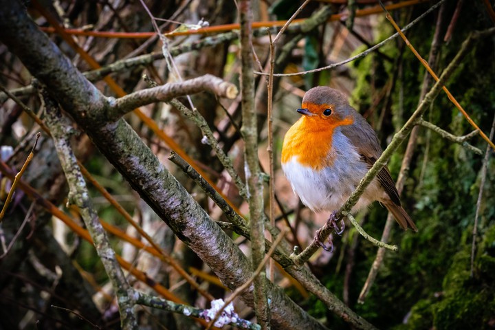 #European Robin Bird Feathers