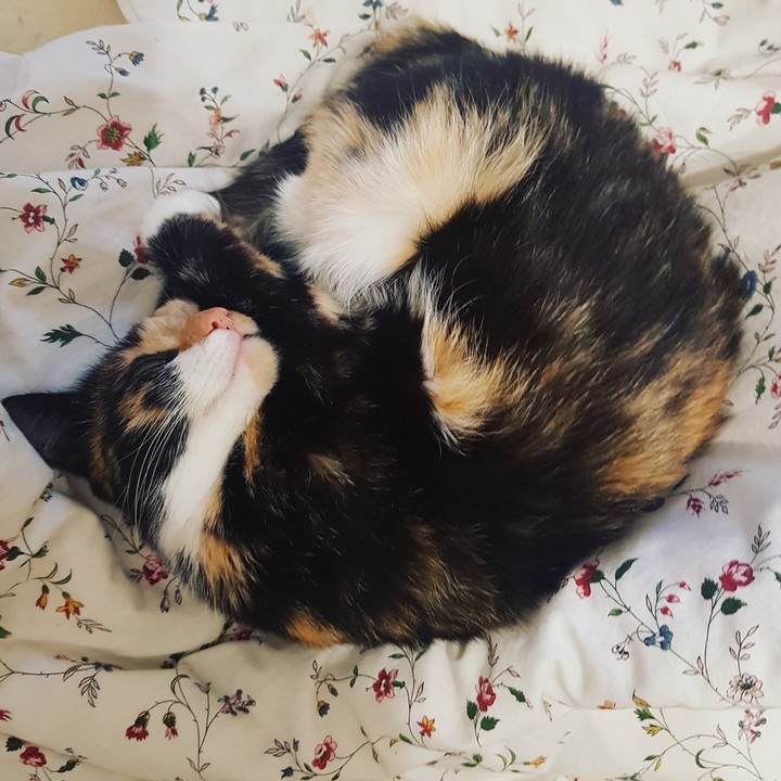 кошка