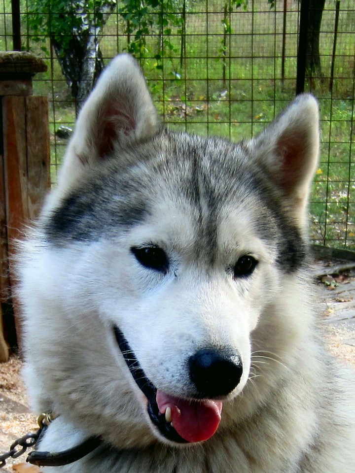 Husky