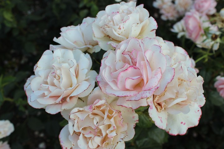 rosws