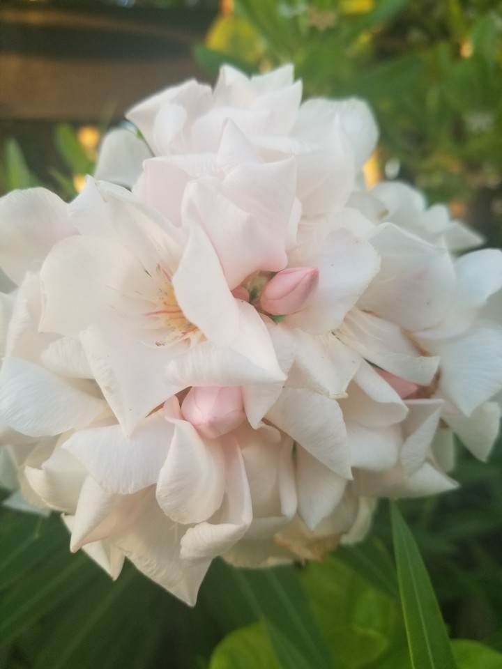 coastal oleander