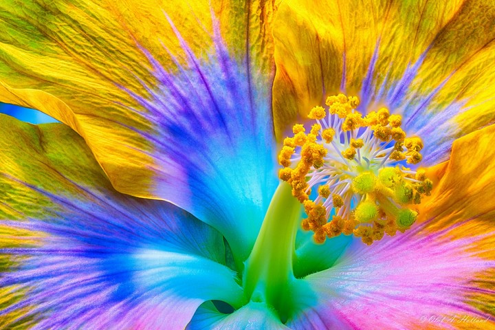 belle fleur