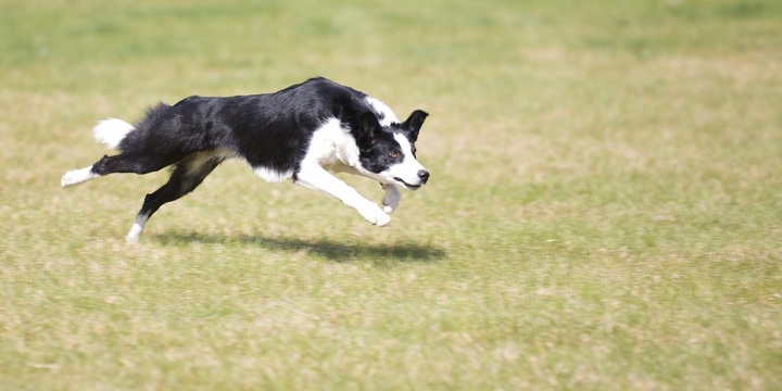 The Border Collie Because There Is No Better Dog