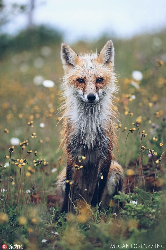 Stunning wildlife