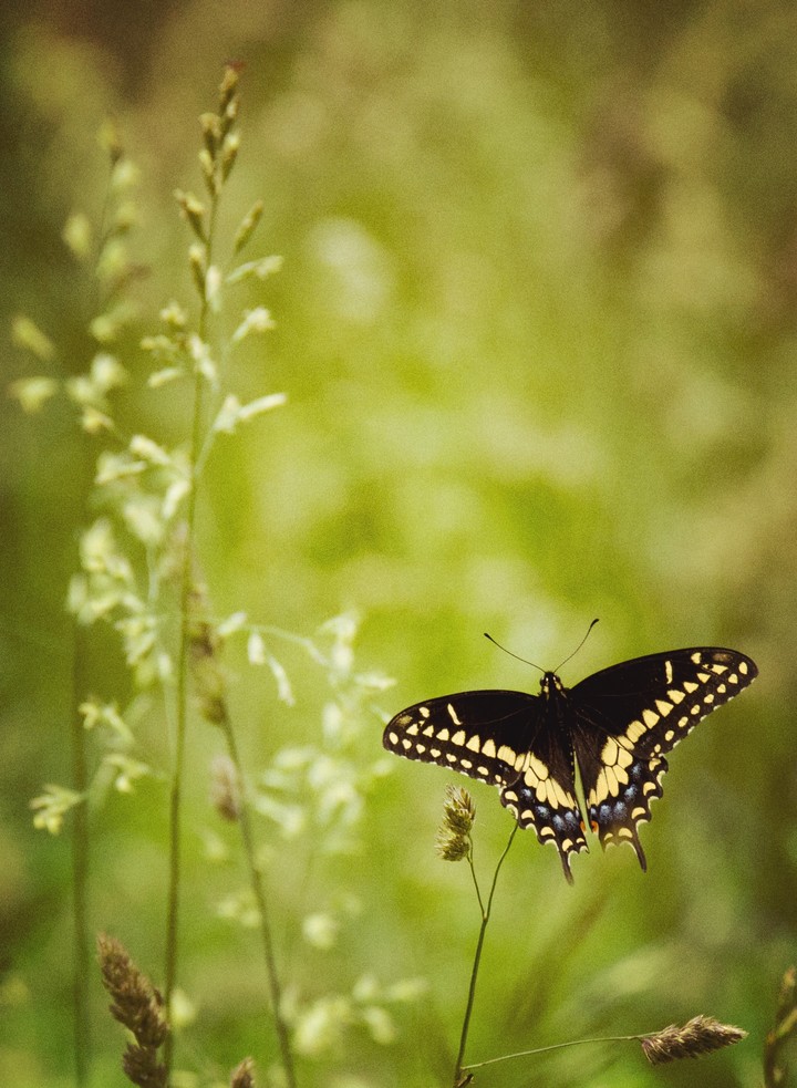 Eastern Tiger Swallowtail butterfly, black morph