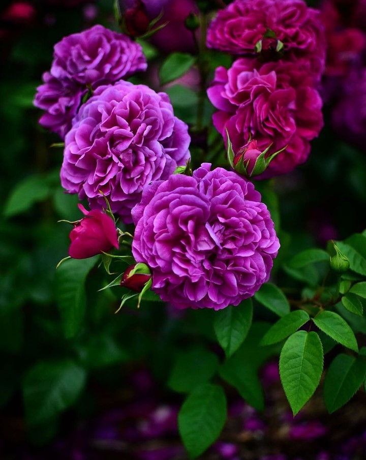 Roses