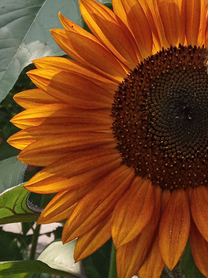 Orange sunflower