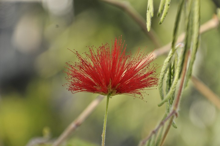 fleur dans un jardin botanique