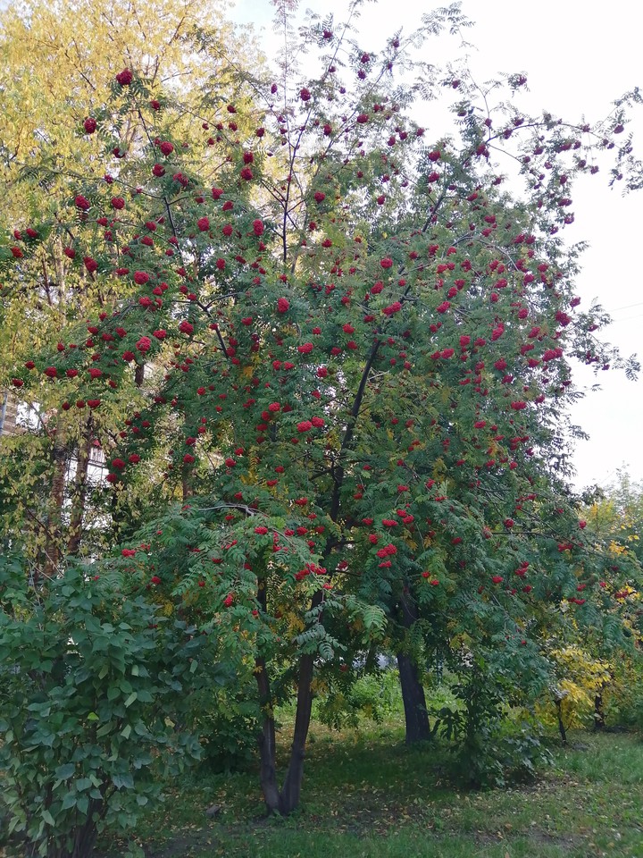 Осень