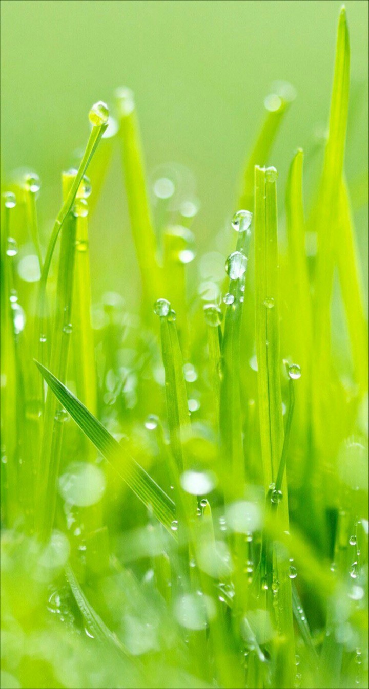 grass