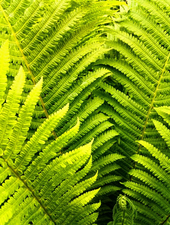 Fern