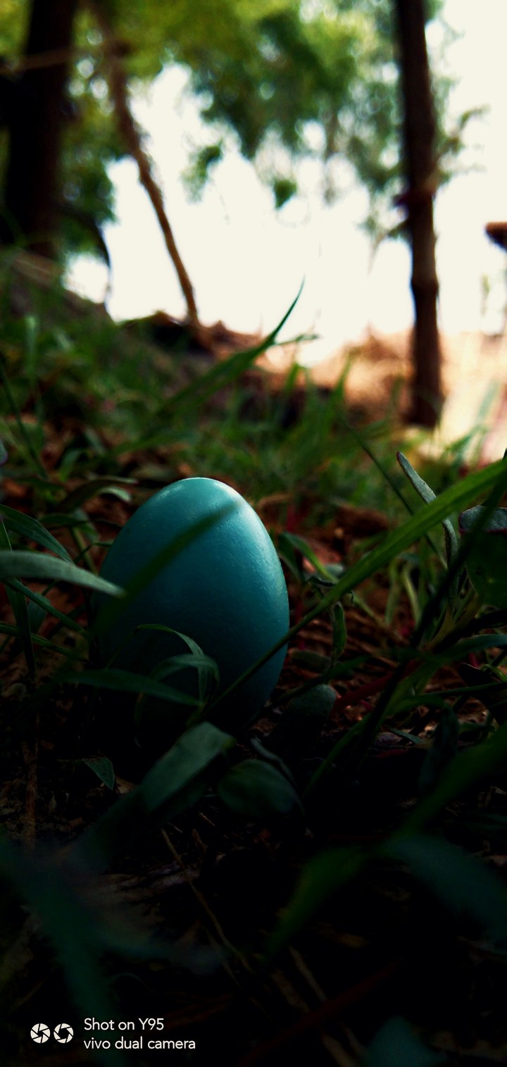 egg