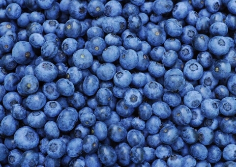 ταπετσαρίες blueberry, blue