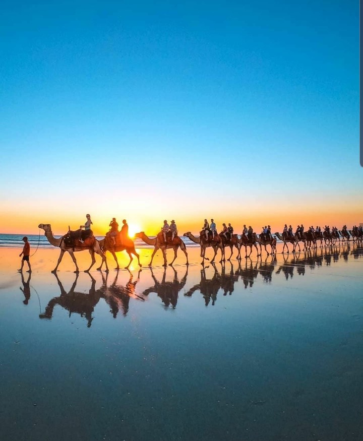 Camels on Beach