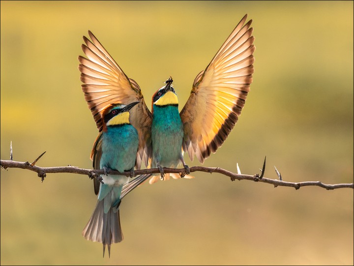 Bee-Eaters
+ Georg Scharf