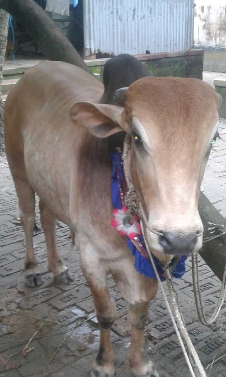 Bull