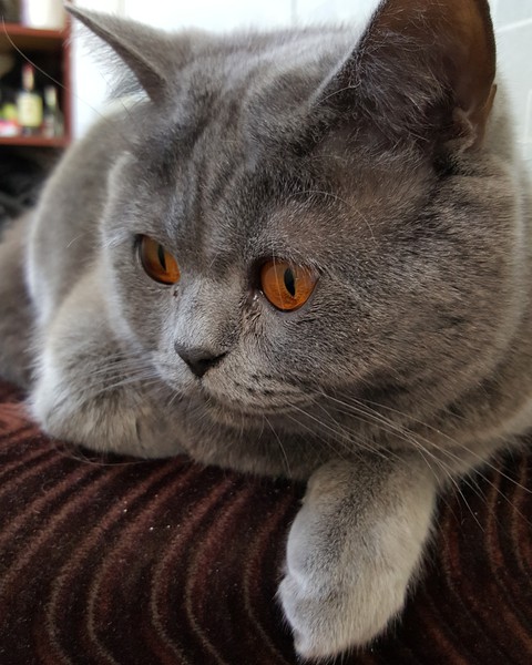 sam