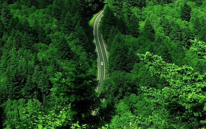 tree road