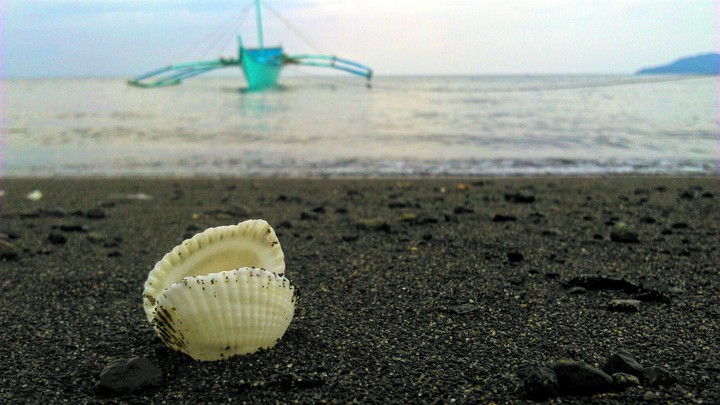 Sea Shell.