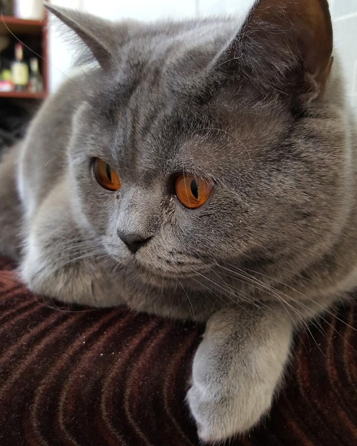 sam