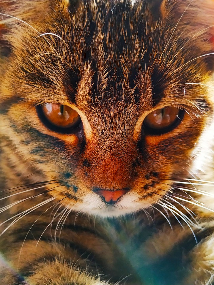 коты