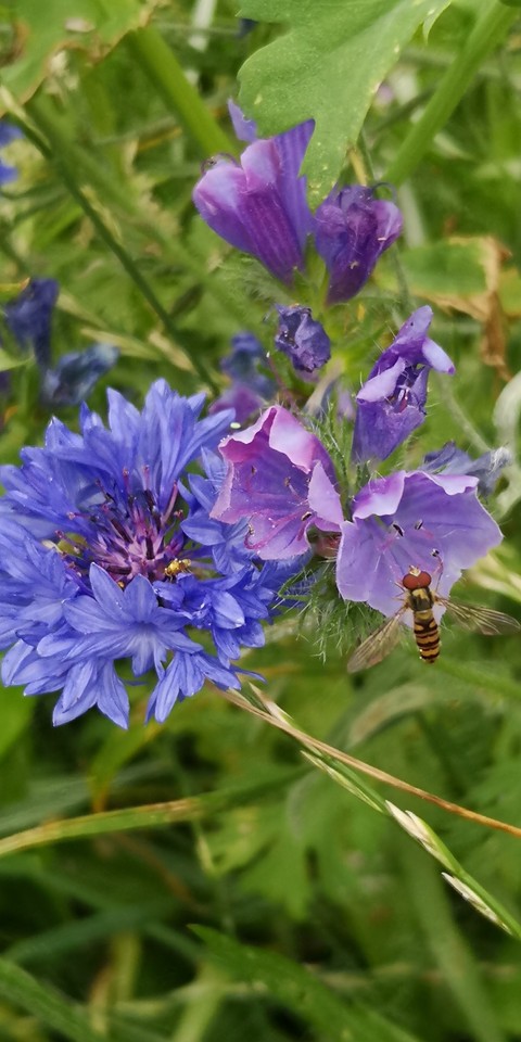 Kornblume und Schwebfliege auf Blüte,