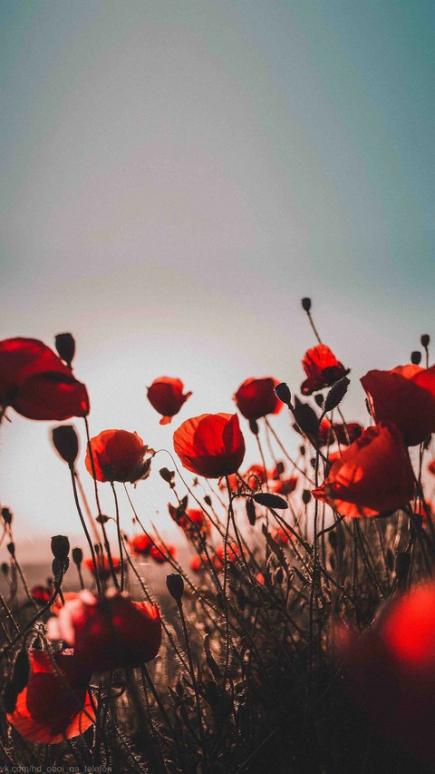 flowers