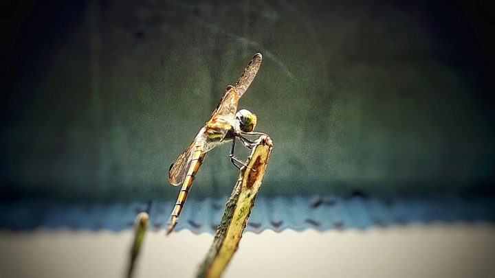 Dragon fly