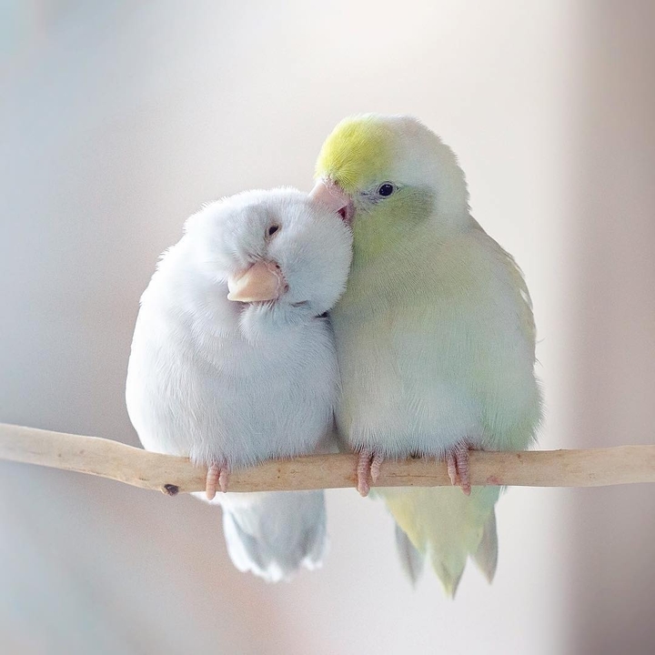 love