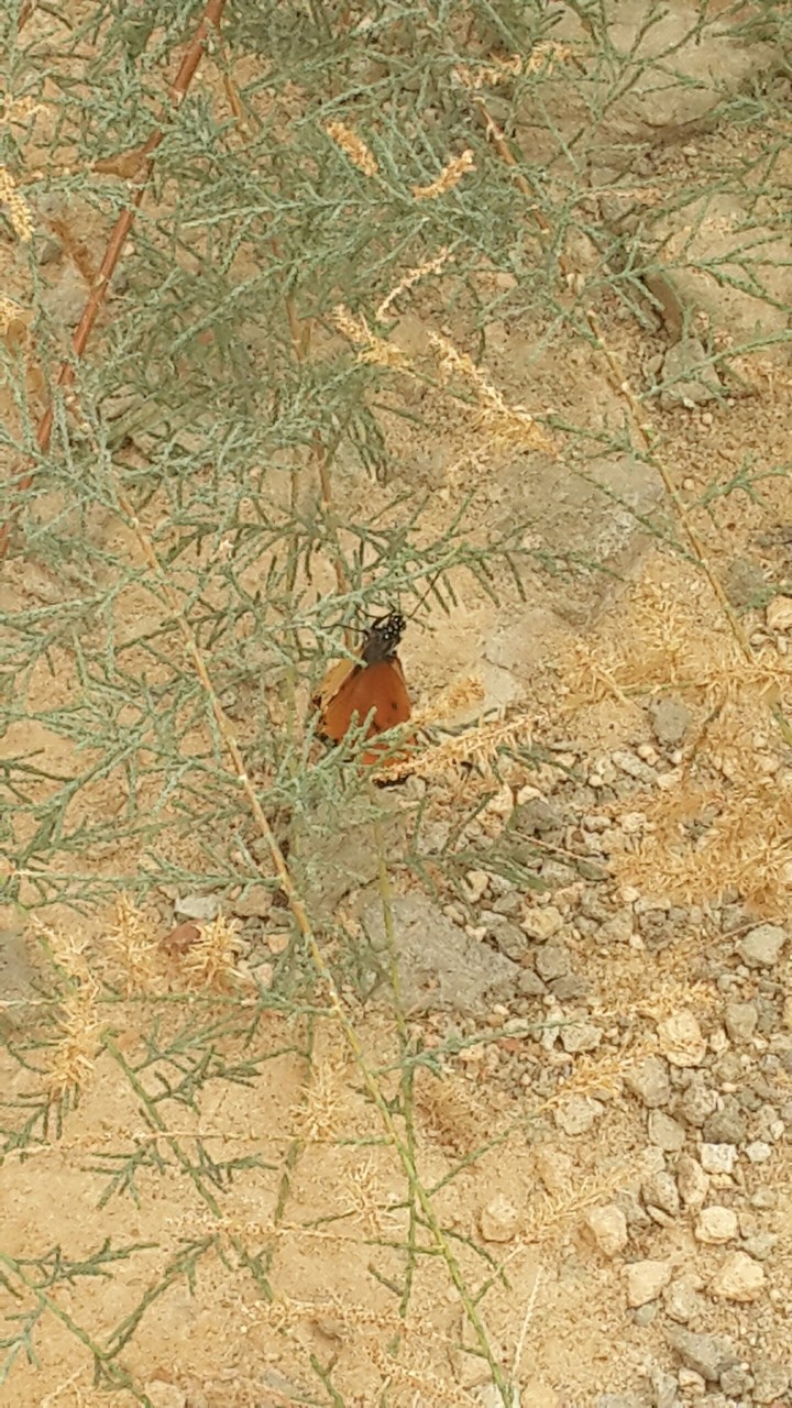 Butterfly