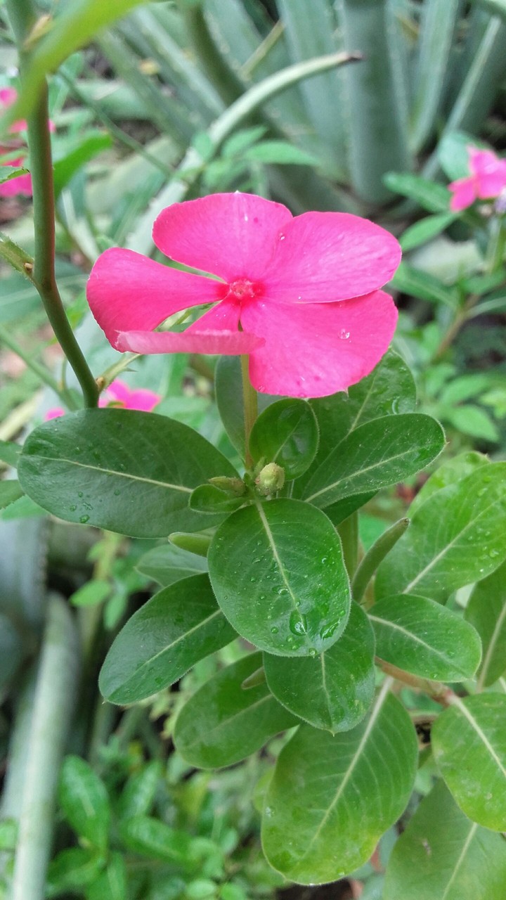 la flor #2