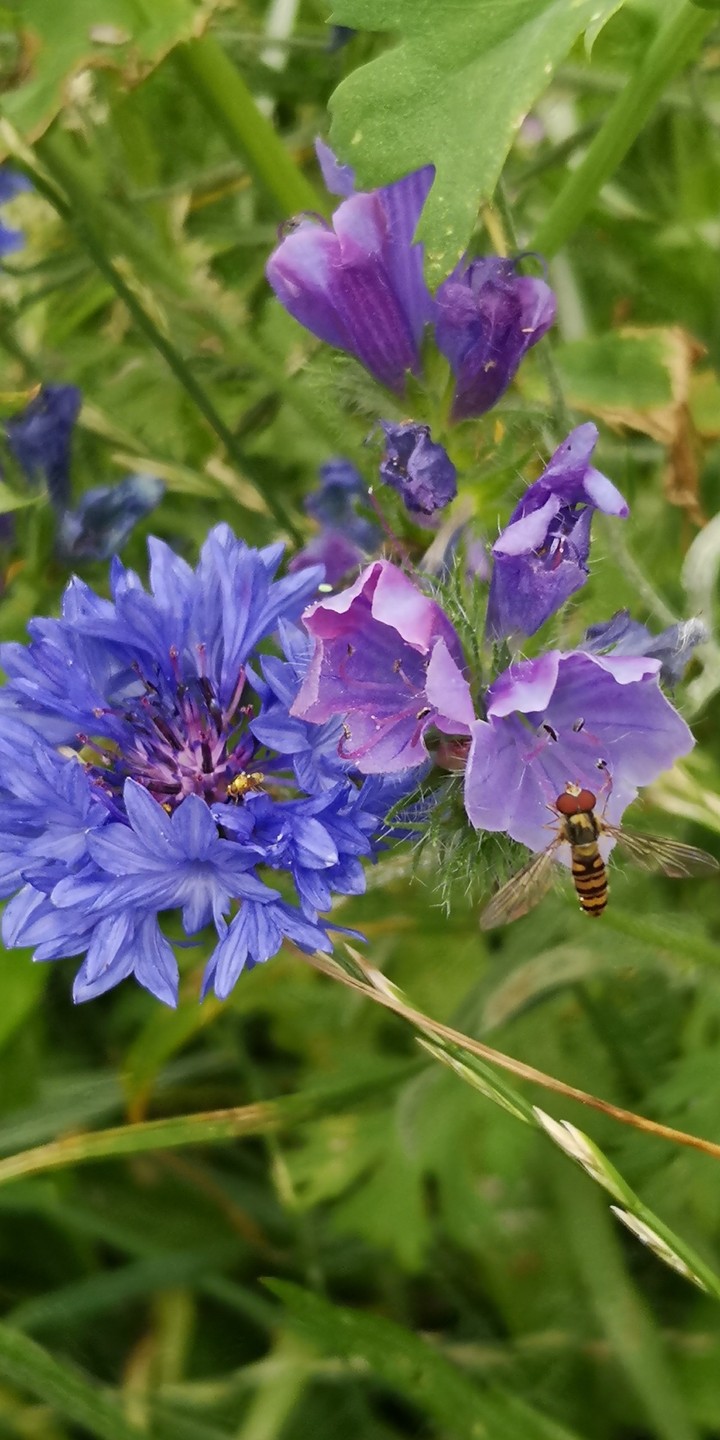 Kornblume und Schwebfliege auf Blüte,