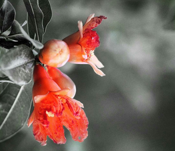 baby pomegranate
