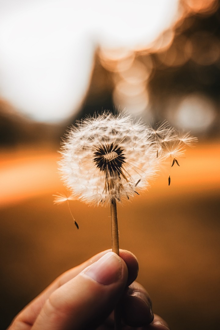 Make a wish