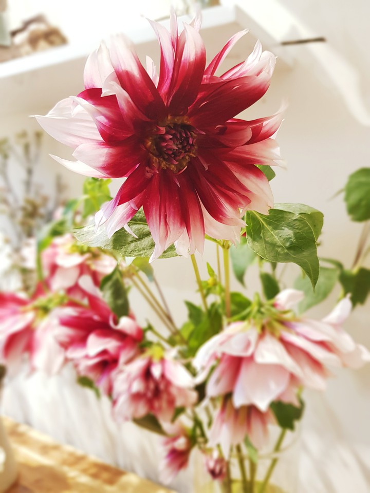 Dahlia