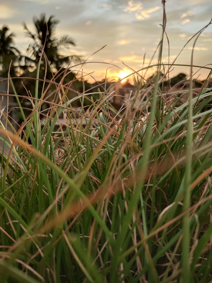 grass