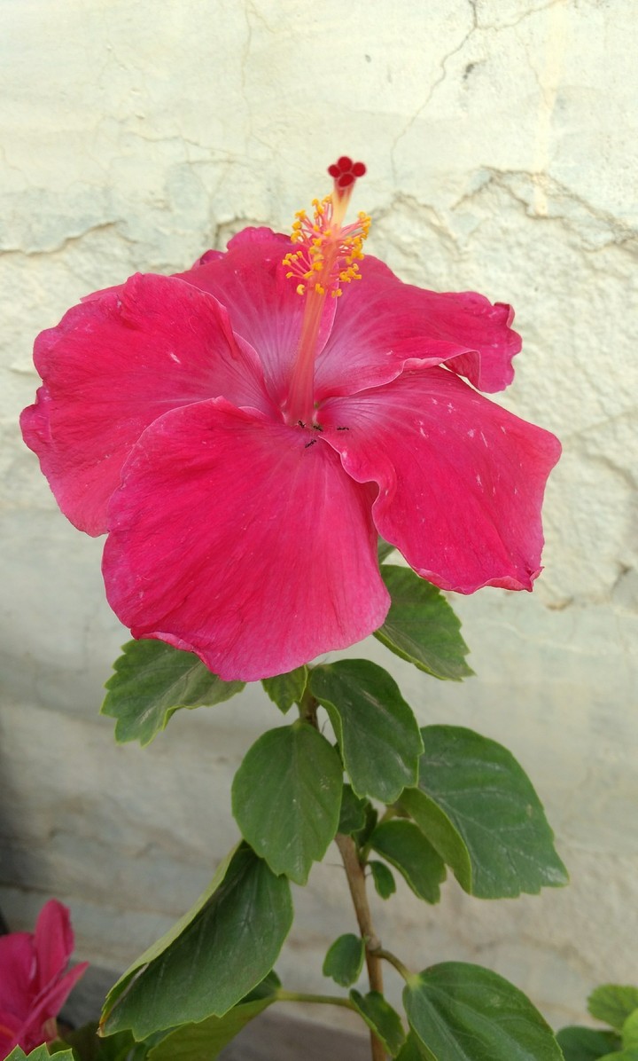 Flower Hibiscus